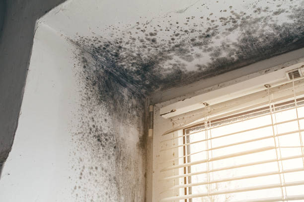 Affordable Mold Cleanup solutions in Frisco, TX