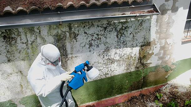 Trusted Mold Inspection service in Frisco, TX - Cheap Mold Removal